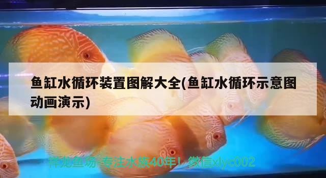 魚缸水循環裝置圖解大全(魚缸水循環示意圖動畫演示)