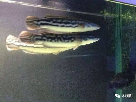 黃金眼鏡蛇雷龍魚發色問題，黃金眼鏡蛇雷龍魚發色問題飼養黃金眼鏡蛇雷龍魚的發色問題
