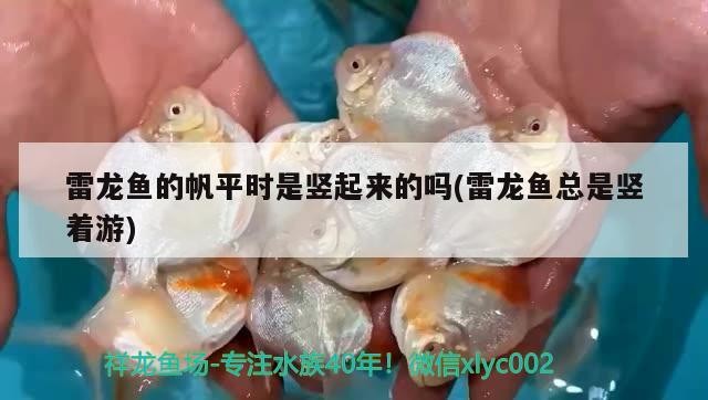 銀龍魚和蘭壽混養(yǎng)（銀龍魚可以和蘭壽一起養(yǎng)嗎）