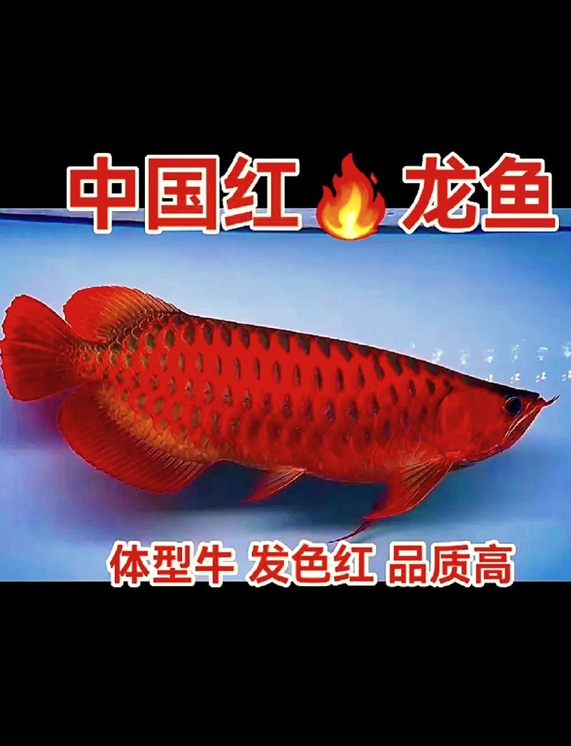 有沒有更簡潔的紅龍魚霸氣頭像？