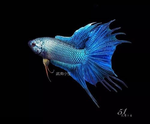 水族長城杯中國斗魚比賽