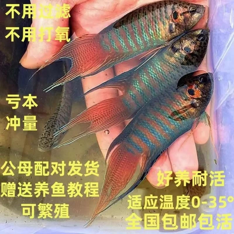 水族長城杯中國斗魚比賽