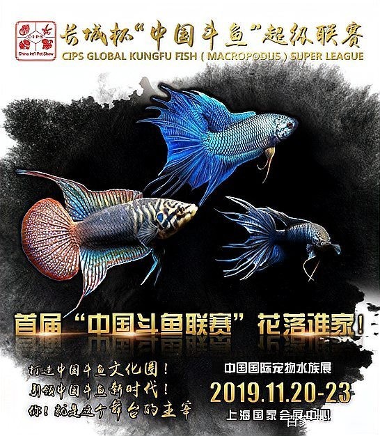 水族長城杯中國斗魚比賽