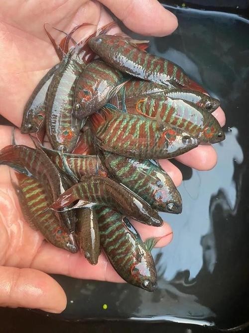 水族長城杯中國斗魚比賽