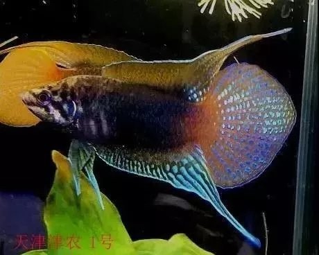 水族長城杯中國斗魚比賽