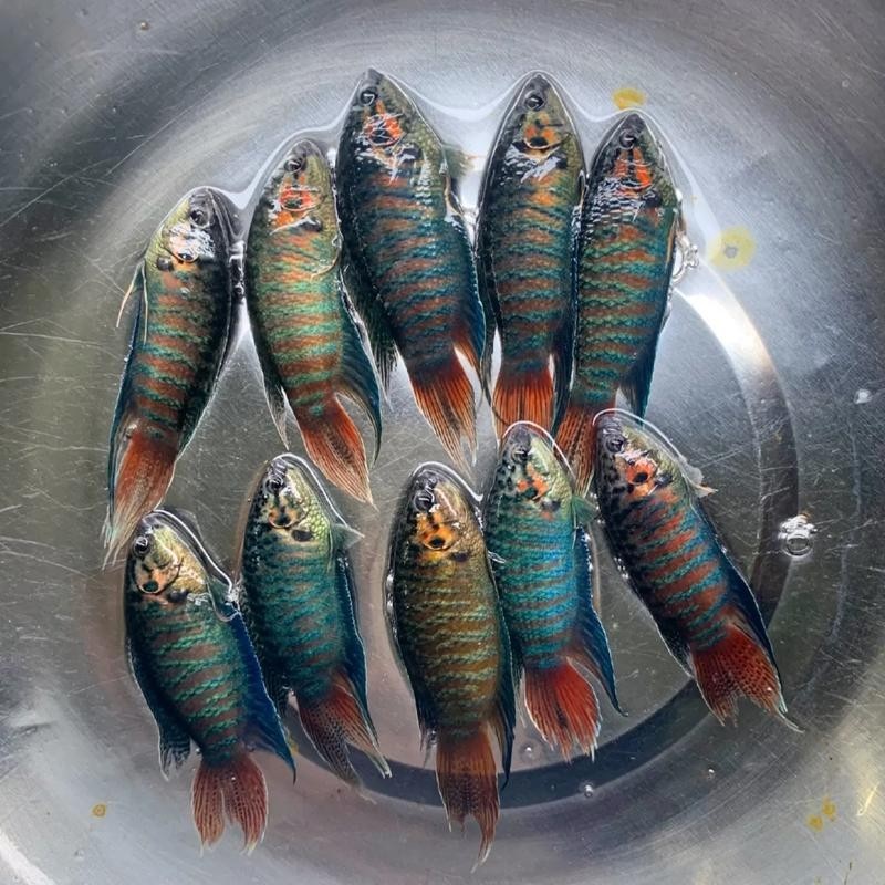 水族長城杯中國斗魚比賽