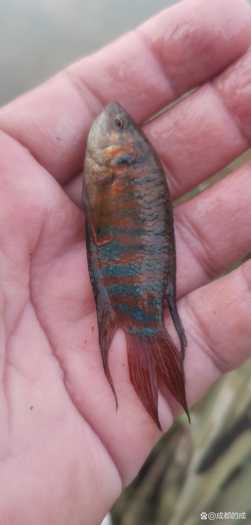 水族長城杯中國斗魚比賽