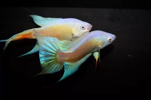 水族長城杯中國斗魚比賽