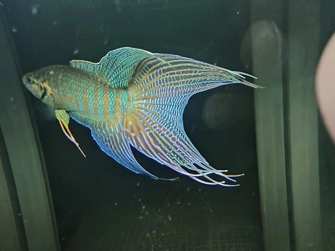 水族長城杯中國斗魚比賽