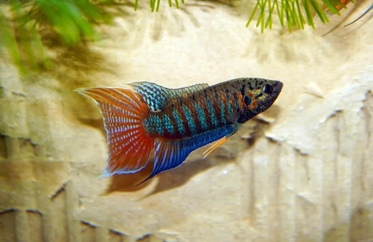 水族長城杯中國斗魚比賽