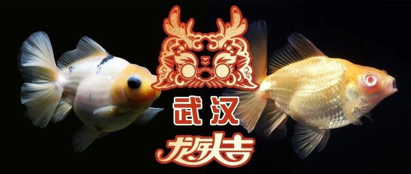 24k金龍屬于什么檔次