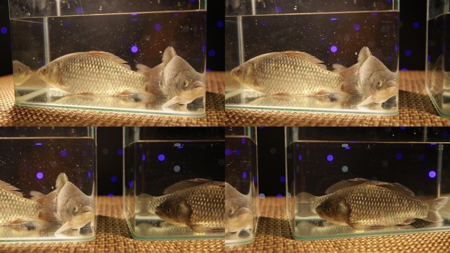 紅鯽魚繁殖的最佳環(huán)境對家庭魚缸中的生態(tài)平衡在家庭魚缸中繁殖：紅鯽魚的飼養(yǎng)管理