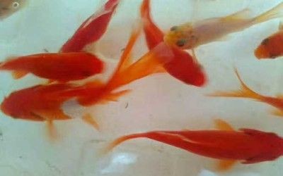紅鯽魚繁殖的最佳環(huán)境對家庭魚缸中的生態(tài)平衡在家庭魚缸中繁殖：紅鯽魚的飼養(yǎng)管理