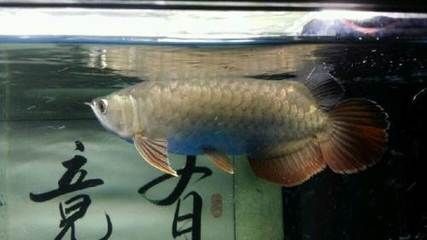 小金頭過背龍魚怎么挑選：怎么挑選小金頭過背龍魚