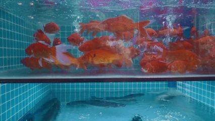 紅鯉魚魚缸可以養么（養殖紅鯉魚需要注意什么？）