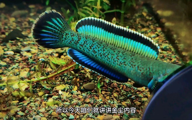 家用魚缸過濾系統設計圖（不同魚種適合的過濾系統魚缸過濾材料選購指南）