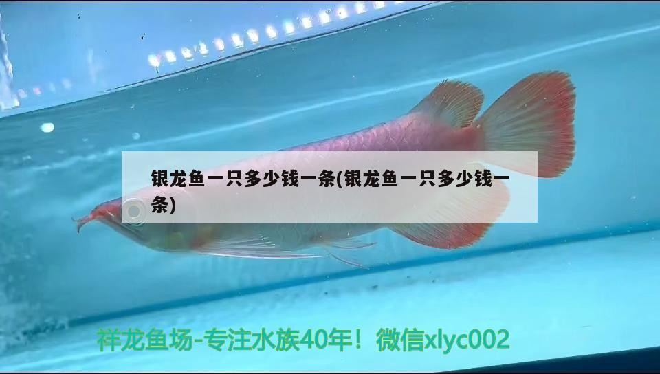 銀龍魚一只多少錢一條(銀龍魚一只多少錢一條)