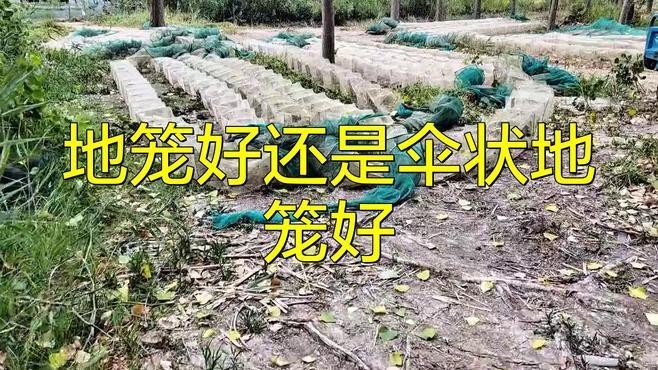 地籠好還是傘狀地籠好