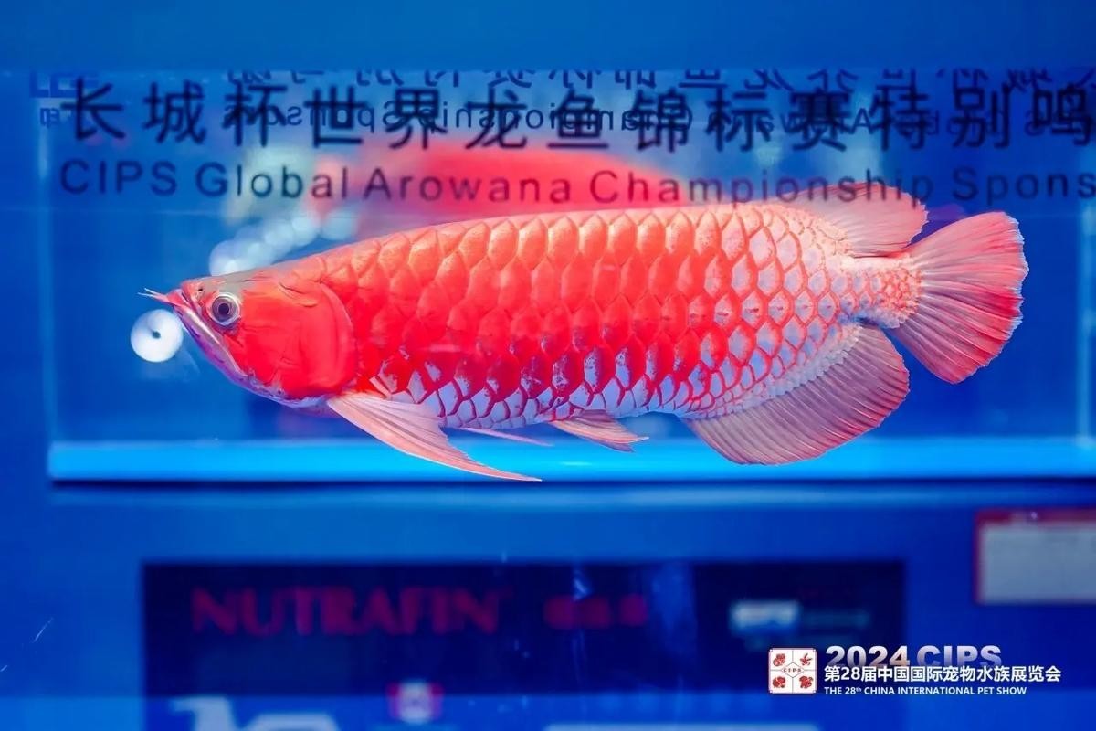 紅龍魚賽事2024年時間表最新消息查詢