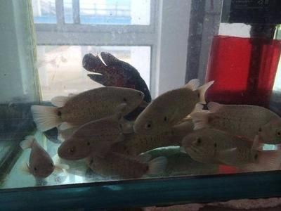 魚缸都可以養什么東西什么動物：家庭養殖魚缸的注意事項