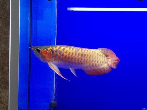 成都龍魚市場
