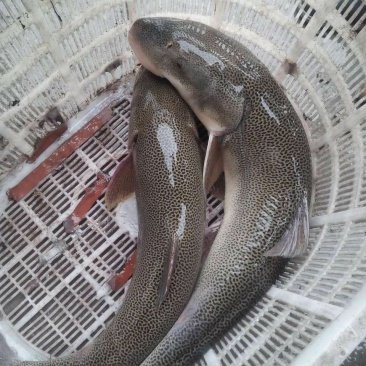 成都龍魚市場