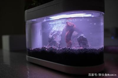 盤錦市大洼區寧記商行