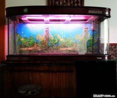 魚缸定制品牌如何選擇：定制魚缸十大品牌