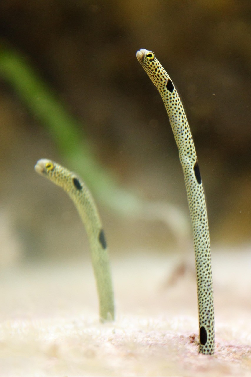 帝王三間魚容易死嗎