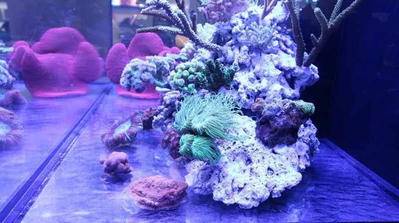 中國(guó)國(guó)際寵物水族展覽會(huì)CIPS