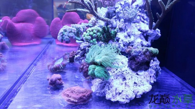 中國(guó)國(guó)際寵物水族展覽會(huì)CIPS