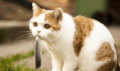 龍魚爛嘴反復不愈的應對策略（如何治療龍魚爛嘴）