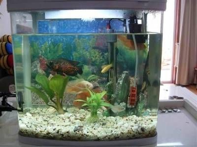 黑魚缸適合養哪些魚？：如何選擇適合黑魚缸的魚類