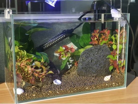 黑魚缸適合養哪些魚？：如何選擇適合黑魚缸的魚類