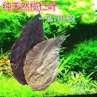 橄欖葉降低魚缸ph值嗎：橄欖葉對(duì)特定魚類的影響