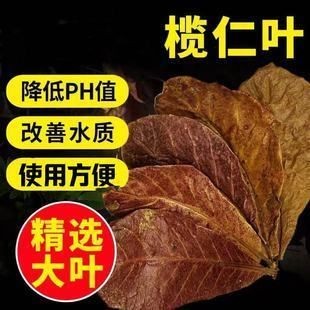 橄欖葉降低魚缸ph值嗎：橄欖葉對(duì)特定魚類的影響