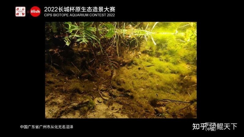 長城杯造景大賽獲獎名單