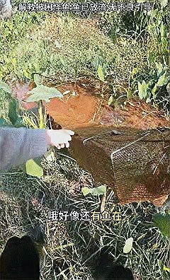 四爪龍魚價格多少