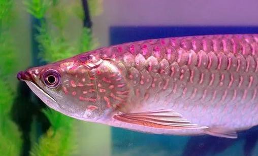 金龍魚60厘米需要多少年，金龍魚60厘米需要多少年金龍魚60厘米后如何判斷年齡