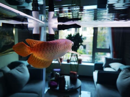 紅龍魚馬蹄印