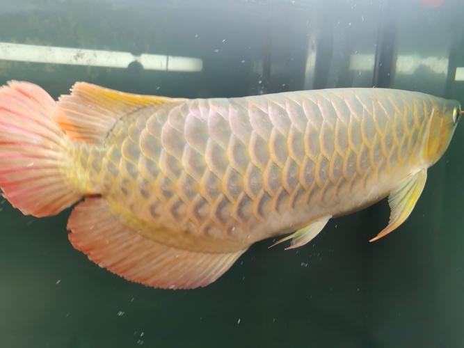 紅龍魚馬蹄印