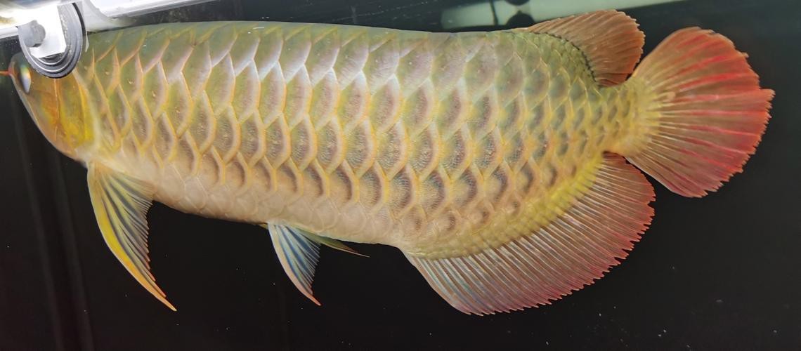 紅龍魚馬蹄印