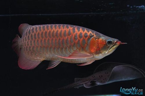 紅龍魚馬蹄印