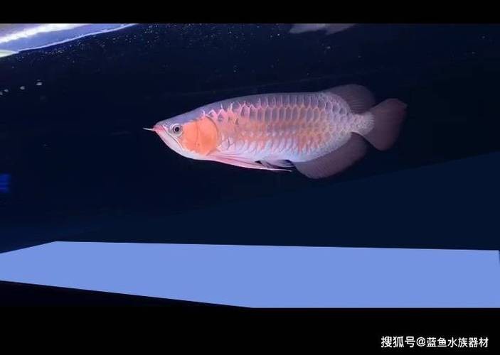 紅龍魚馬蹄印