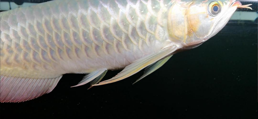 紅龍魚馬蹄印