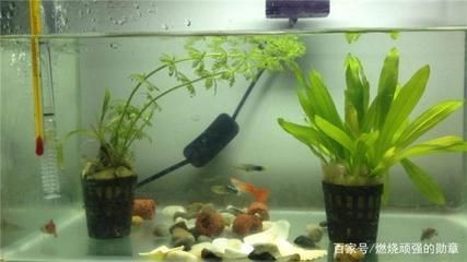 淡水魚缸的消毒清洗方法，淡水魚缸的消毒清洗方法是什么：淡水魚缸消毒清洗方法
