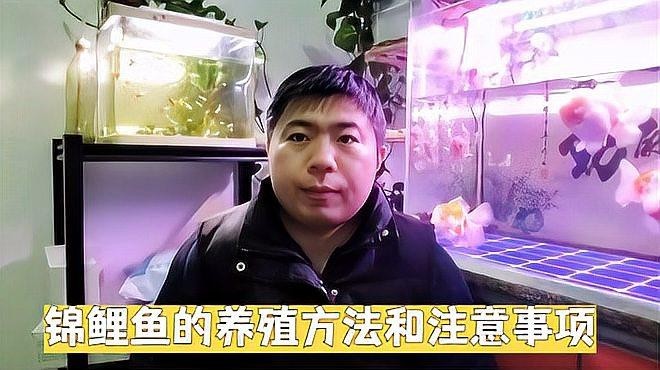 錦鯉和龍魚哪個更適合新手