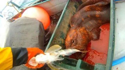 龍魚吃凍干蝦不好嗎怎么辦：喂食龍魚凍干蝦是一個糟糕的選擇
