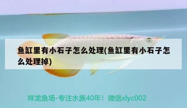魚(yú)缸里有小石子怎么處理(魚(yú)缸里有小石子怎么處理掉)