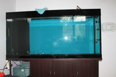 改造底濾魚缸需要多少錢？：改造底濾魚缸的費用